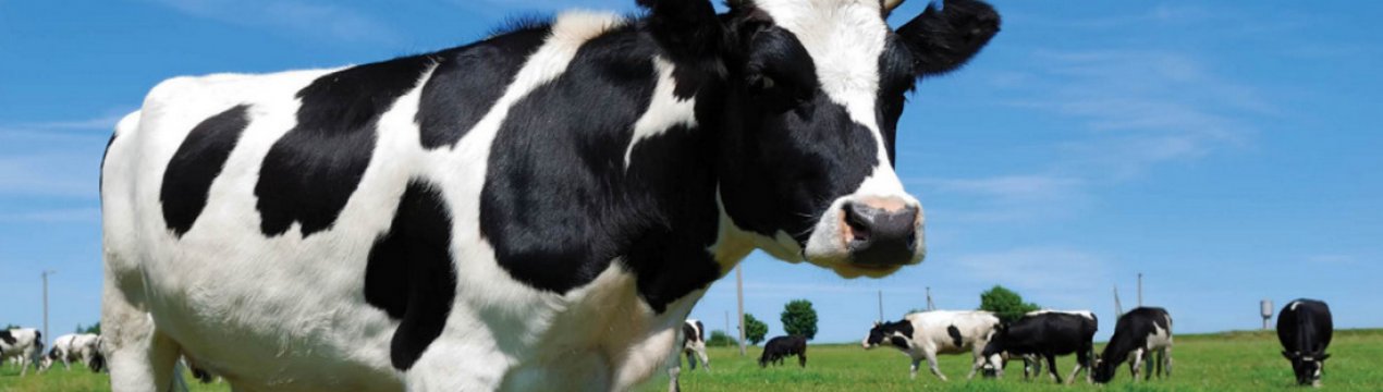 Почему корова после отела не дает молоко