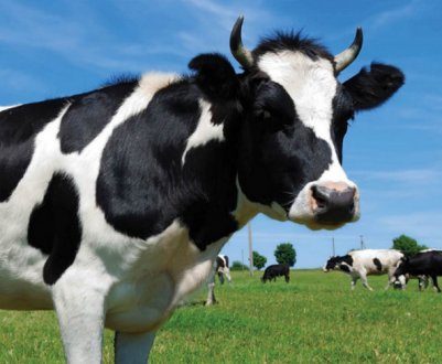 Чому в корови після отелення менше молока