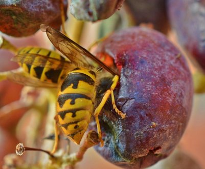 Як врятувати виноград від ос та бджіл