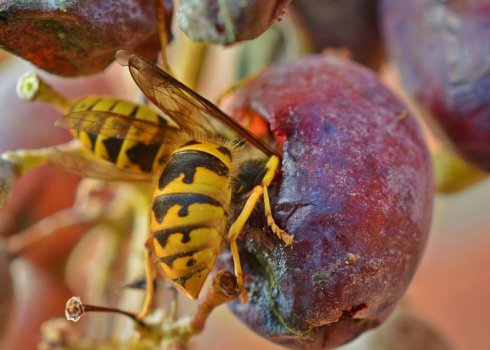 Як врятувати виноград від ос та бджіл