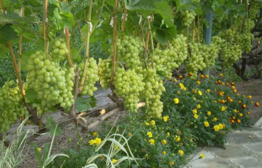 Осы едят виноград — как с ними бороться: чем обработать в домашнихусловиях, как уберечь с помощью соды