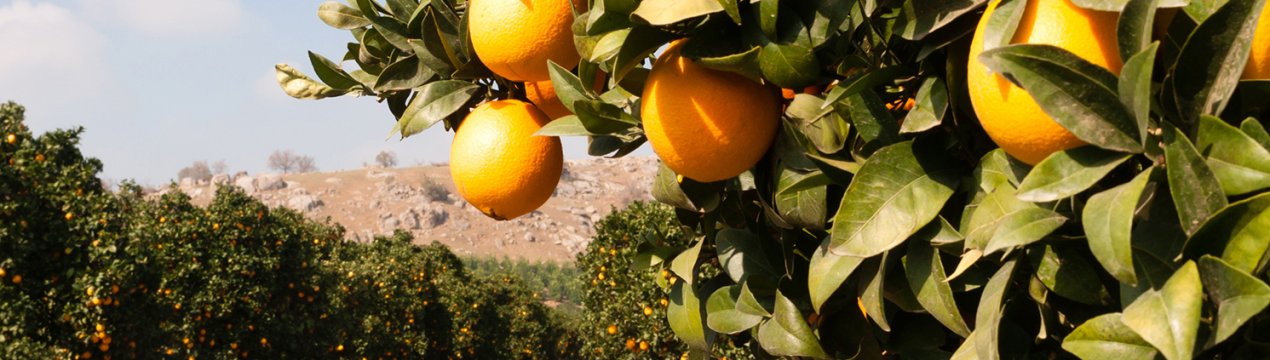 Іспанія: винищення шкідника Delottococcus aberiae в громаді Валенсії