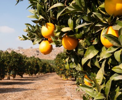 Іспанія: винищення шкідника Delottococcus aberiae в громаді Валенсії