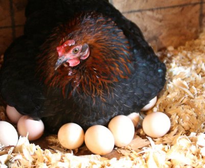 Які породи курей самі яйценоских