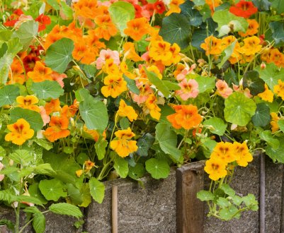 Настурція: посадка і догляд на відкритій землі