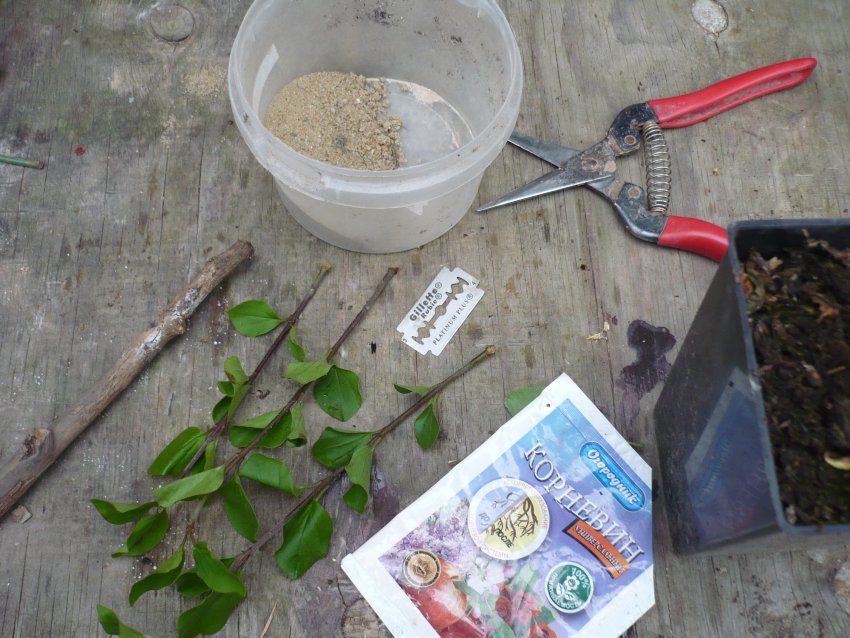Відводкування лілеї Відводкування лілеї