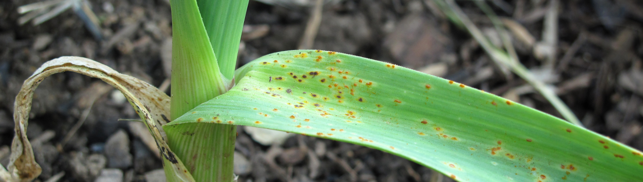 Як боротися з ржавчиною на луці-порею