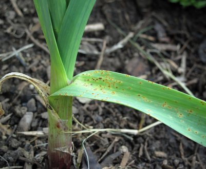 Як боротися з ржавчиною на луці-порею