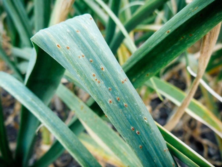 Ржавчина на порей Ржавчина на порей