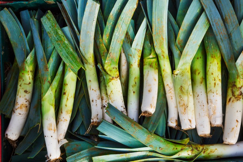 Ржавчина на луці-пореї Ржавчина на луці-пореї