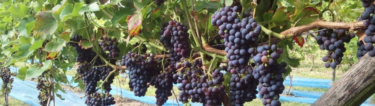 Опис і правила вирощування винограду Каберне Кортіс