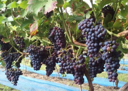 Опис і правила вирощування винограду Каберне Кортіс