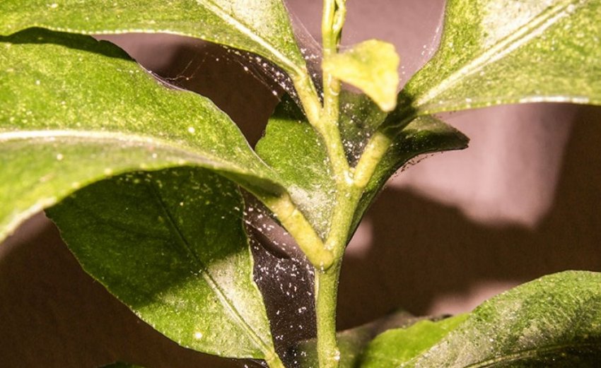 Павутинний кліщ