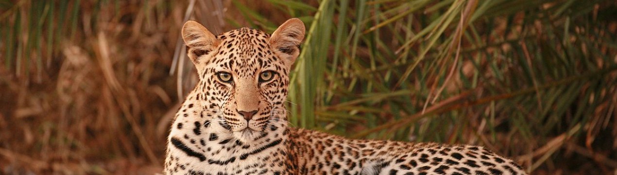 Турецький експерт з дикої природи спостерігає за кішкою, яка знаходиться під загрозою зникнення