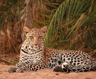 Турецький експерт з дикої природи спостерігає за кішкою, яка знаходиться під загрозою зникнення