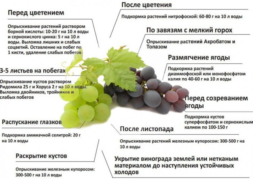 Схема подкормок винограда