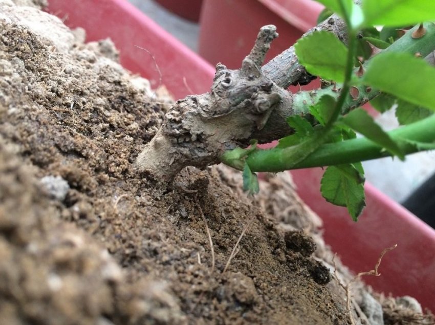 Поросль парковій троянди