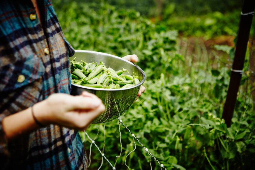 Своєчасний збір врожаю Своєчасний збір врожаю