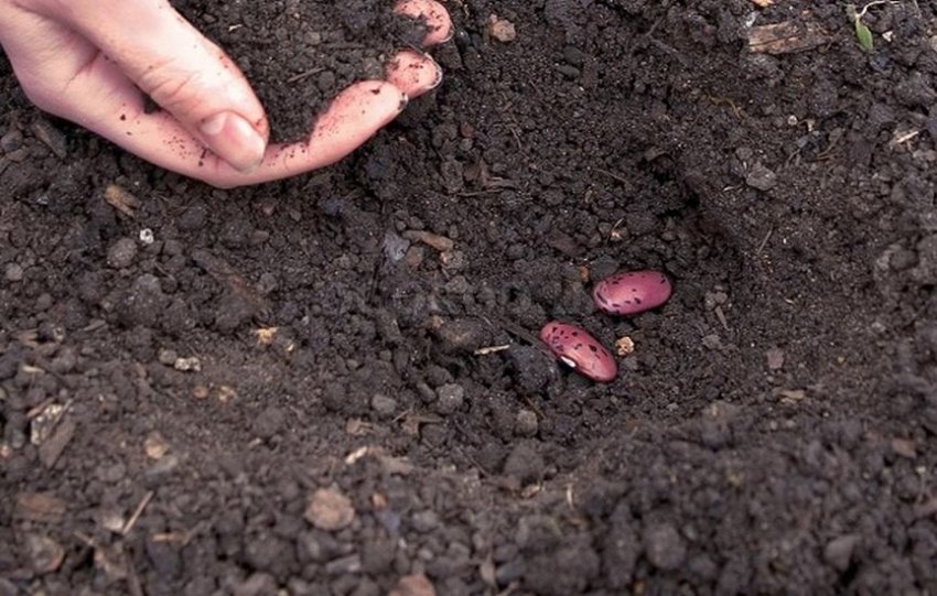 Посадка фасолі Посадка фасолі