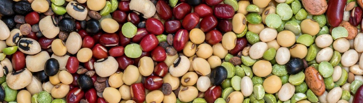 Бережись зерновки: засоби боротьби з шкідником