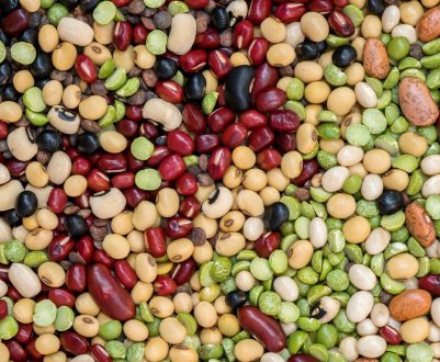 Бережись зерновки: засоби боротьби з шкідником