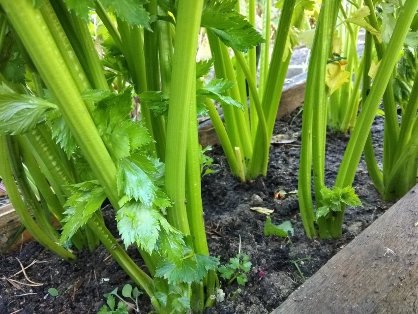 Селері на грядці