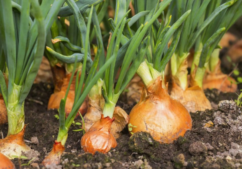 Цибуля на грядці