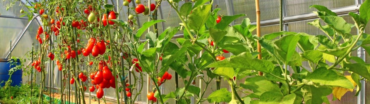 Як згустити посадки в теплиці