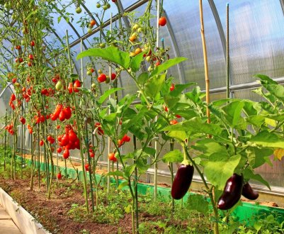 Як згустити посадки в теплиці