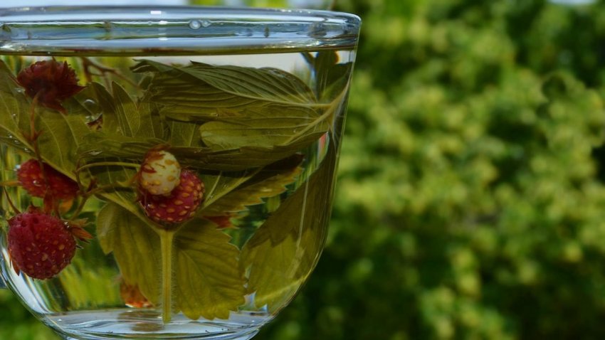 Настій із земляники