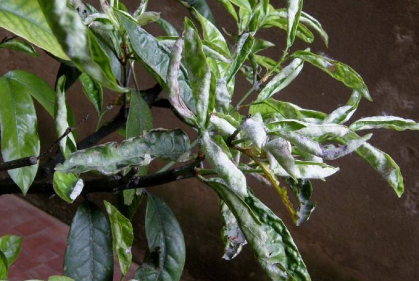 Борошниста роса