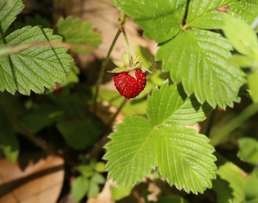 лесная клубника и земляника отличия. земляника свойства и противопоказания. земляника лесная листья. Fragaria vesca. земляника свойства и противопоказания.