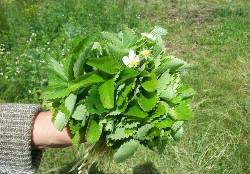 Збір листя полуниці