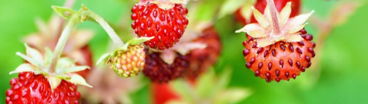 Листя полуниці: лікувальні властивості та протипоказання