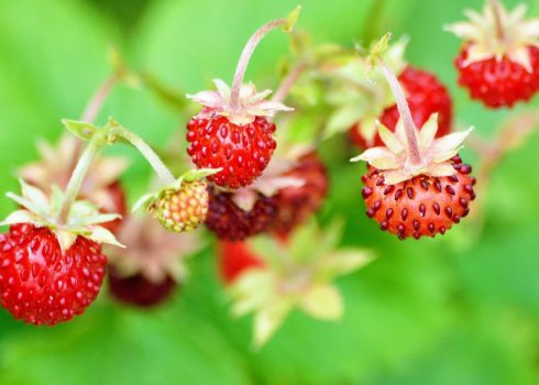 Листя полуниці: лікувальні властивості та протипоказання