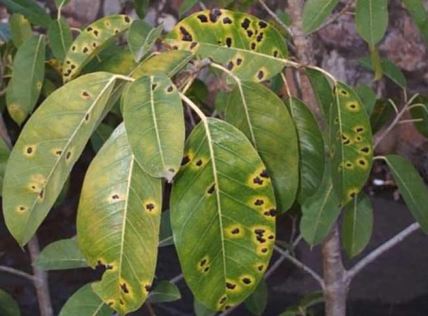 Церкоспороз