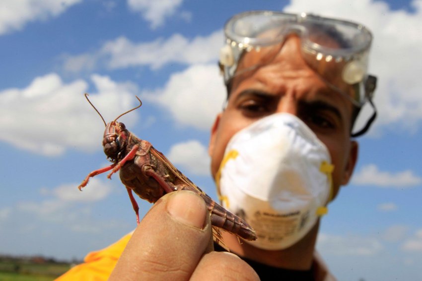 Контроль рою саранчі Контроль рою саранчі