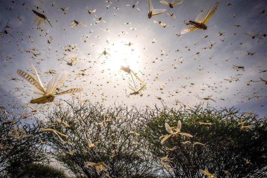 Рій саранчі Рій саранчі