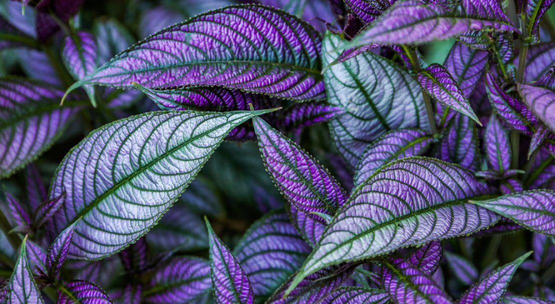 Стробилантес persian shield. Стробилантес дайера. Стробилантес пурпурный. Стробилантес уход. Стробилантес дайера.