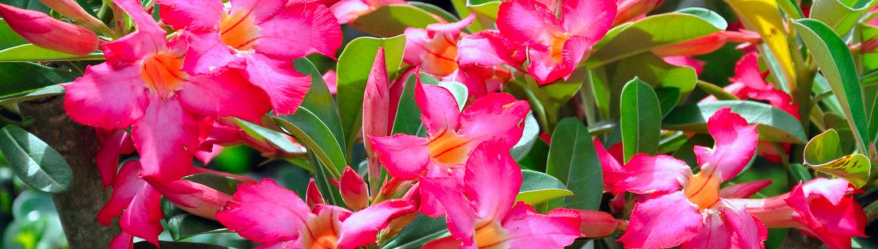 12 рослин для піщаного ґрунту