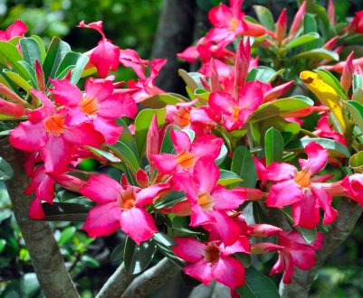 12 рослин для піщаного ґрунту