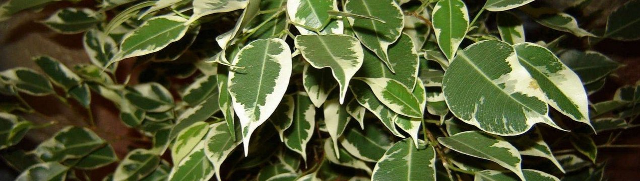 Походження, особливості цвітіння та догляду за фікусом