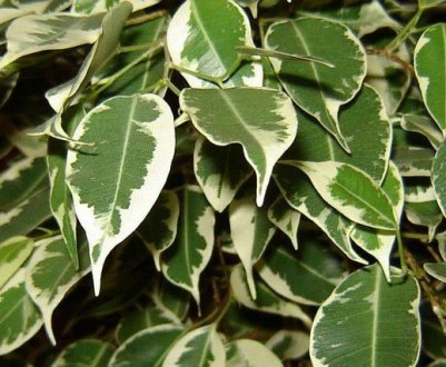 Походження, особливості цвітіння та догляду за фікусом