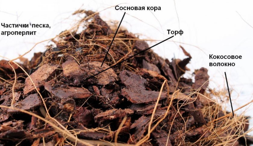 Структура субстрата для посадки орхидей Структура субстрата для посадки орхидей