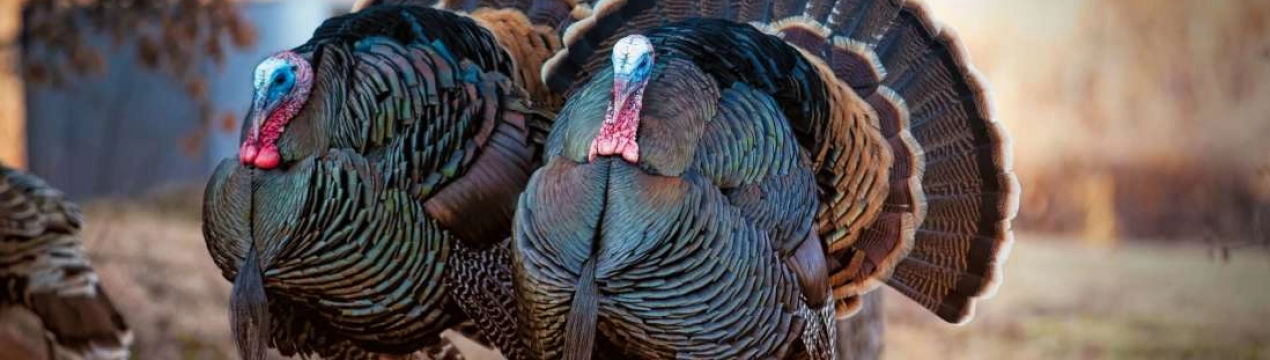 Як розрізнити стать індики та індички