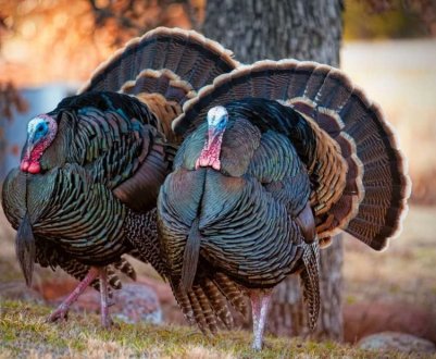 Як розрізнити стать індики та індички