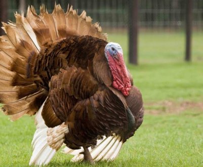 Метронідазол для індиків: інструкція із застосування і дозування