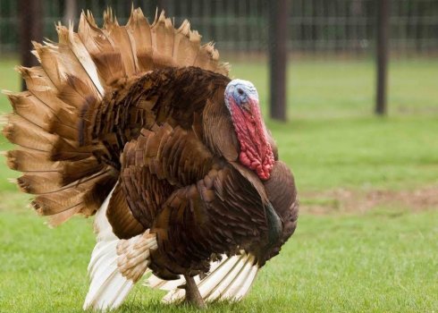 Метронідазол для індиків: інструкція із застосування і дозування