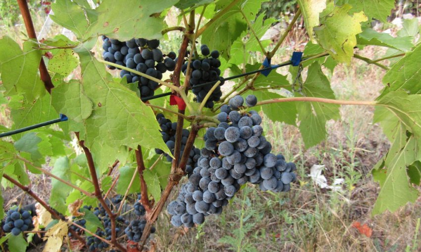 Виноград Леон Мийо Виноград Леон Мийо