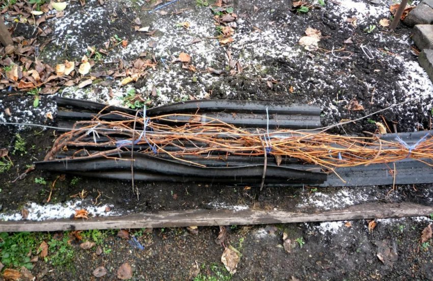 Укриття винограду на зиму Укриття винограду на зиму